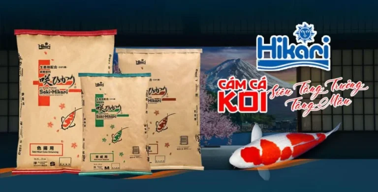 cám nào tốt cho cá koi
