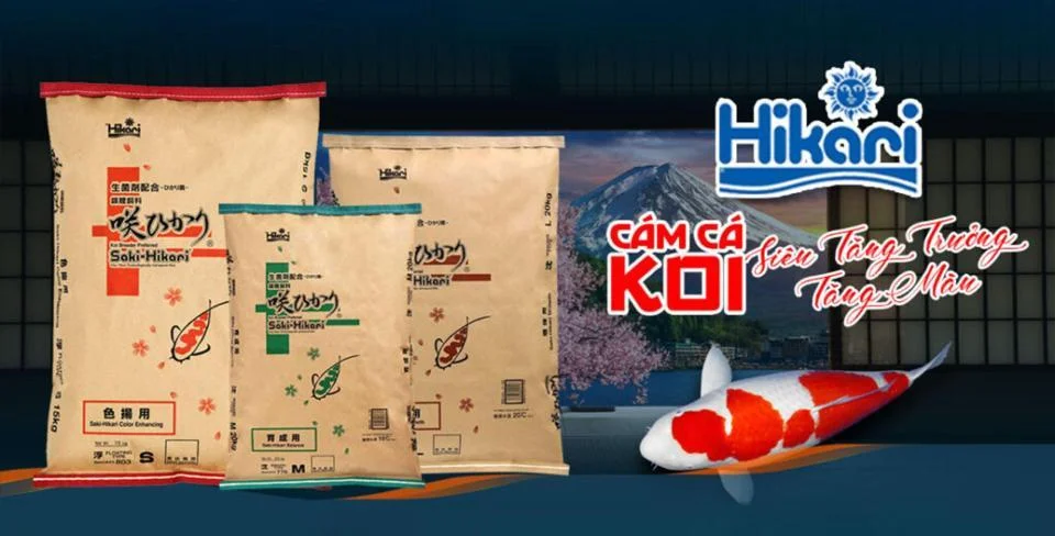 cám nào tốt cho cá koi