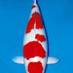 cá koi kuhaku
