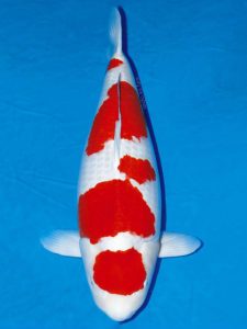 cá koi kuhaku