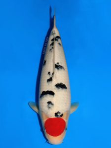 cá koi sanke