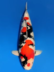 cá koi showa