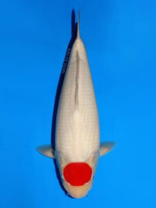cá koi tancho